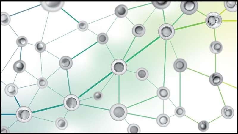 AI recognizes the tempo and stages of embryo<em></em>nic development