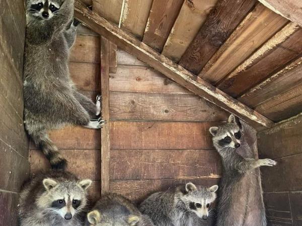 Raccoons