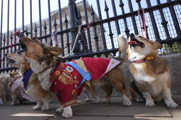 柯基犬游行经过白金汉宫，向女王伊丽莎白二世致敬