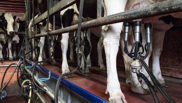 Processors hold September milk prices